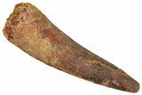 Fossil Spinosaurus Tooth - Real Dinosaur Tooth #373783-1